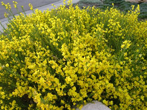 Spanish Gold® Broom | Plant Select