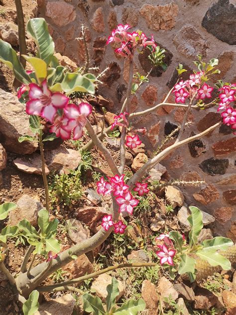 BUSHWILLOW CREEK RANCH VENUE AND CAMPS (Hoedspruit, Güney Afrika ...