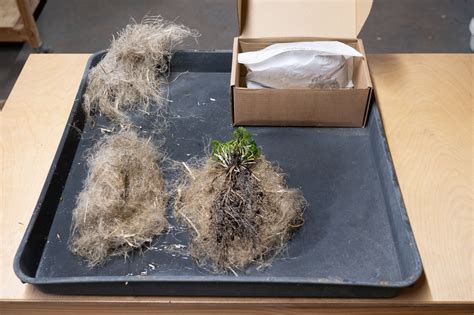 Bare Root Plants - Everything You Need To Know - Earthsong Seeds