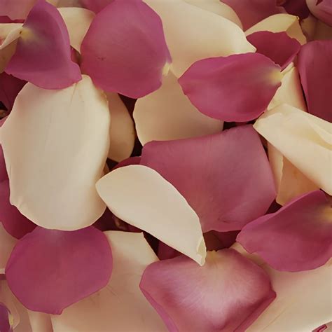 Fresh Rose Petals | FiftyFlowers