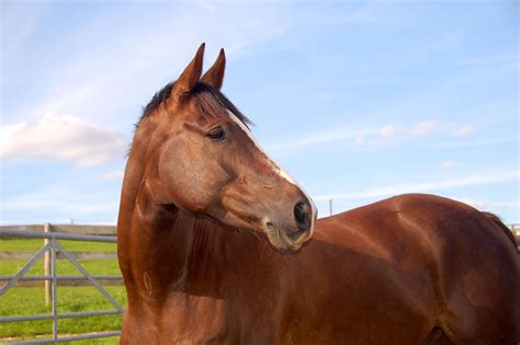 Celebrating the Elegant Selle Français