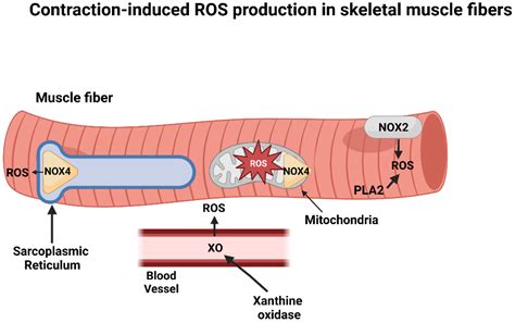 Exercise Training and Skeletal Muscle Antioxidant Enzymes: An Update