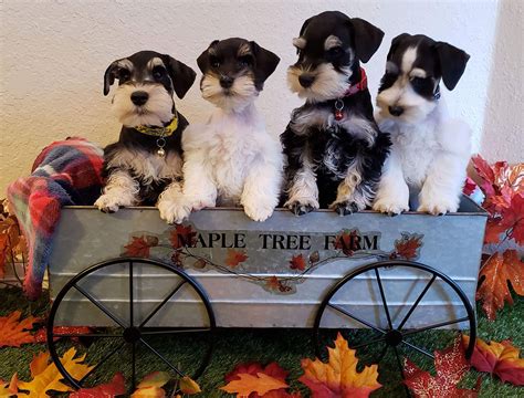 Home | Tulsa, Owasso and Broken Arrow Miniature Schnauzer Dog Breeder ...