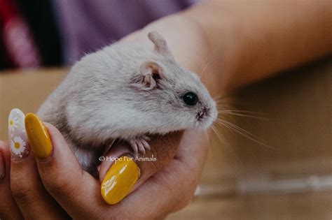 Chinese Dwarf Hamster Babies