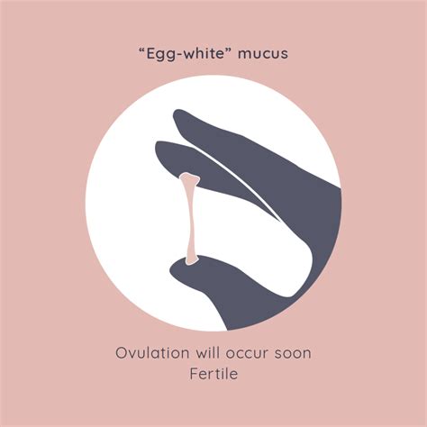 Getting to Know Your Cervical Mucus - The Fertility Pod | Acupuncture ...