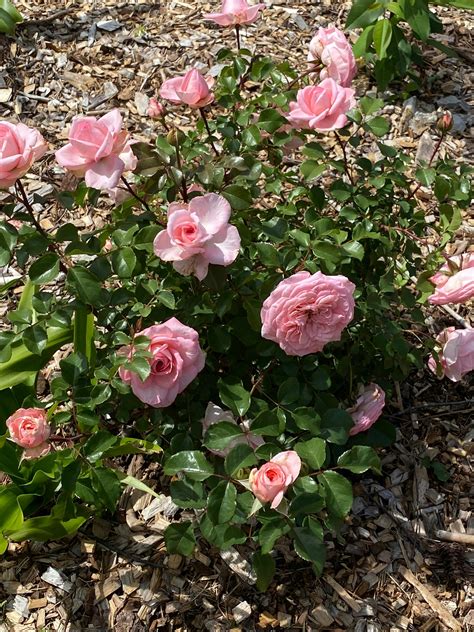 Sunbelt Savannah Hybrid Tea Rose | Fragrant Rose Plant – Heirloom Roses