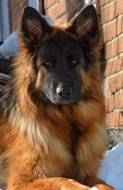 Long Coat German Shepherd Rescue at James Stan blog