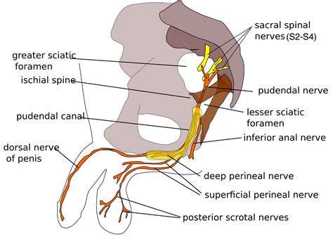 Pudendal Nerve - Stepwards