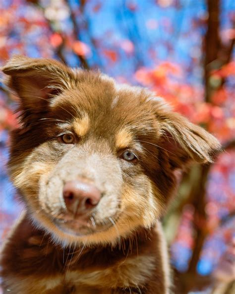 Brown Australian Shepherds