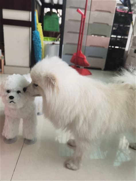 🐶 Dog Sex Doll & Dog Sex Toy Store – Realistic Mating Toys for Male Dogs