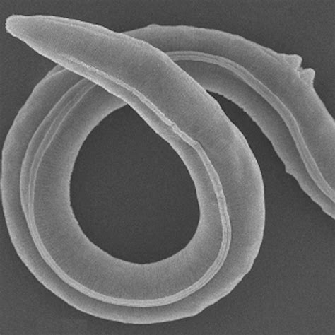 Tapeworm Under Microscope
