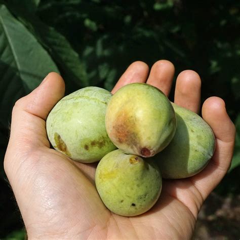 What About Paw Paw? - Arnold Arboretum