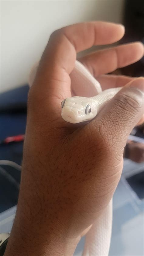 Just got a new snake. Any tips or things to look out for for a beginner snake owner? And is ...