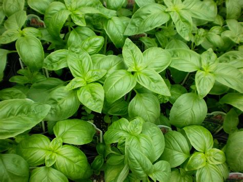 Health Benefits of Basil Seeds (Sabja or Tukmaria Seeds) – ParsiCuisine.com