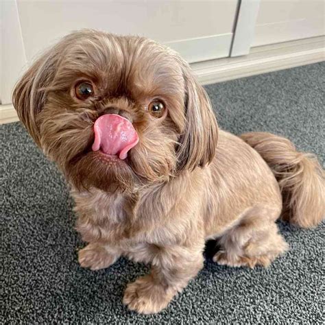 10 Rarest Shih Tzu Colors: Which Type is Right for You?