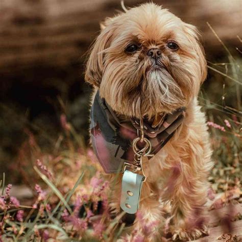 10 Rarest Shih Tzu Colors: Which Type is Right for You?