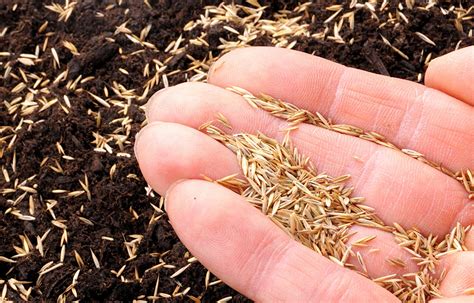 What Temp Do Grass Seeds Germinate at Betty Pitts blog