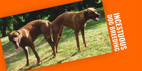 Incestuous Breeding in Dogs – Risks, Dangers, and Ethics