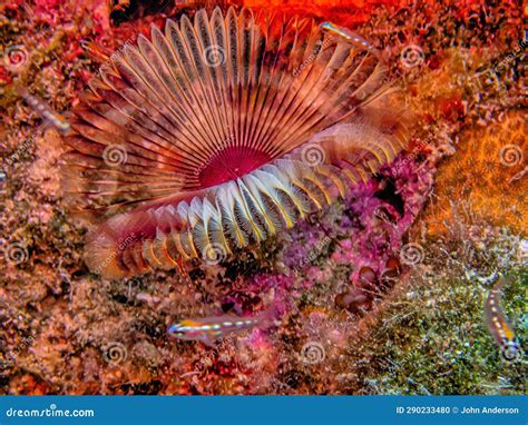 Sabellidae,feather Duster Worms,Split-crowned Feather Duster Worm Stock ...