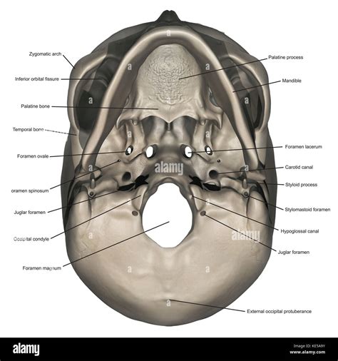 Inferior orbital fissure hi-res stock photography and images - Alamy