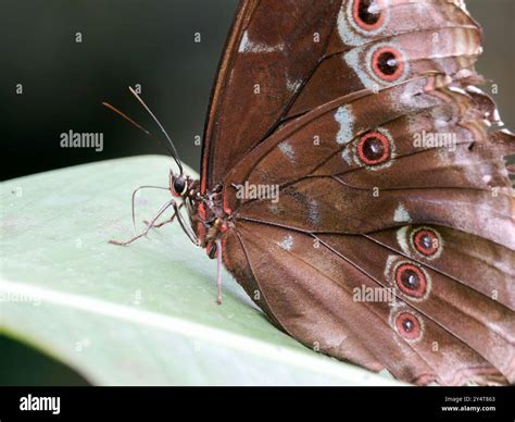 Menelaus blue morpho, Morpho bleu, Morpho menelaus occidentalis, Yasuní ...