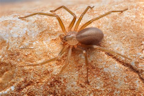 Venomous Spiders in Florida | Orange Pest Control