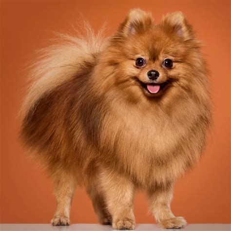 Fox Face Pomeranian: A Guide to This Adorable Breed