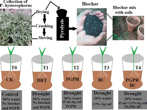 Frontiers | Plant growth promoting rhizobacteria and biochar production ...