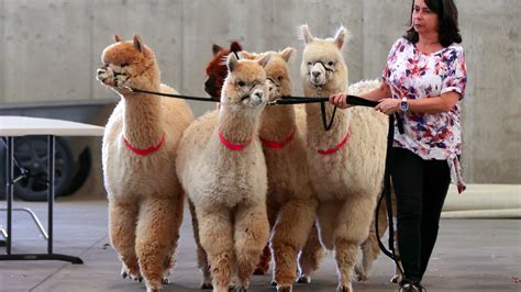 Michigan Alpaca Fest hosts 25th competition at Allegan Co. Fairgrounds