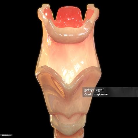 Human Respiratory System Larynx And Pharynx Anatomy High-Res Stock ...