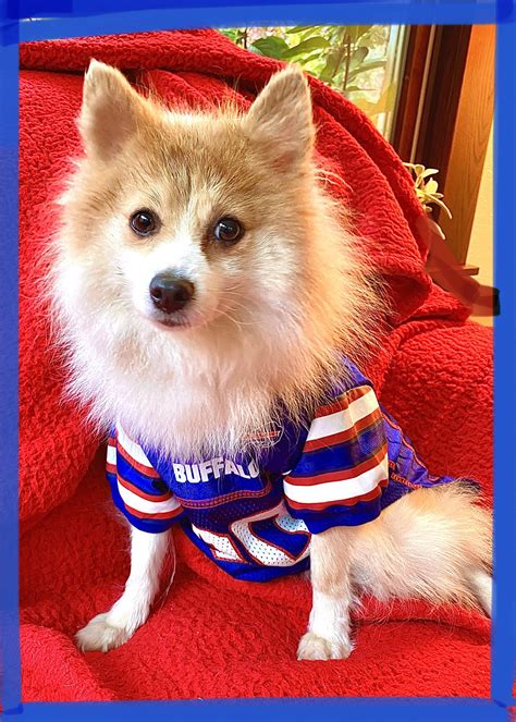 Buffalo Pug & Small Breed Rescue, Inc.