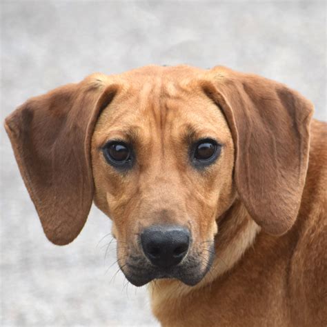 Beagle Redbone Coonhound Mix