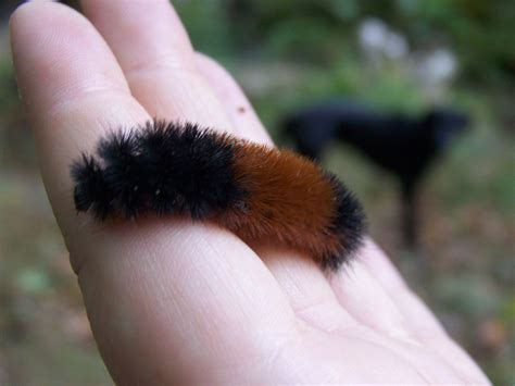 Wooly bear caterpillar – Artofit
