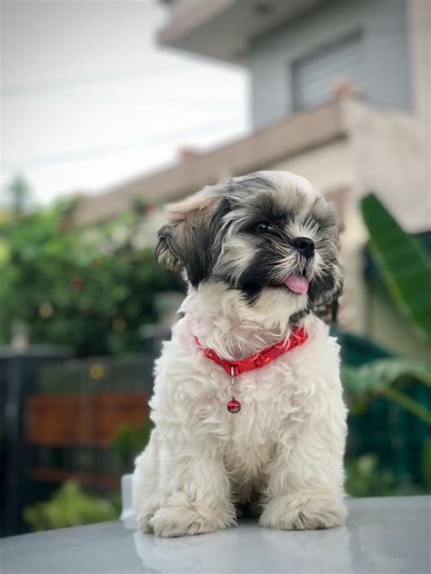 Small+Puffy+Breasts Photos, Download The BEST Free Small+Puffy+Breasts ...