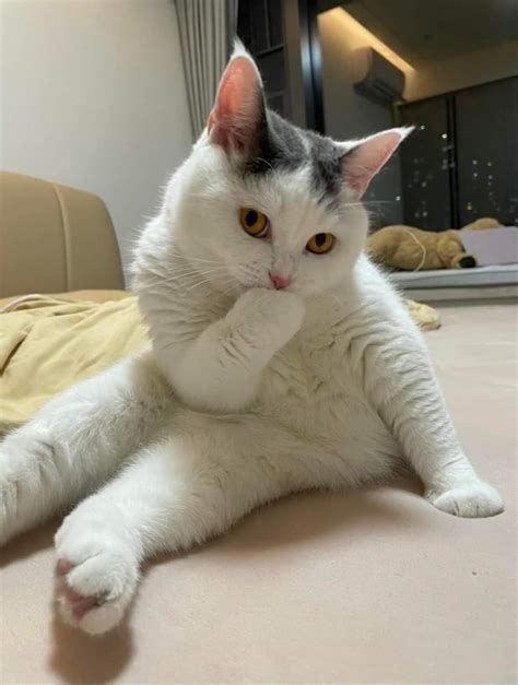 Pin by súp lơ ;))) on chiếc mèo xinh xắn ( cute cat ) | Cat memes, Baby ...