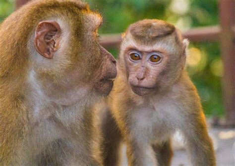 18 types of monkeys that live in thailand! _ monkey in thailand – PBFF