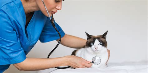 What does a veterinary cardiologist do? - CareerExplorer