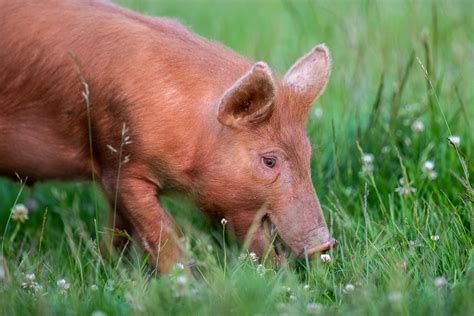 Tamworth pigs - Ray Brown Wildlife Photography | Ray Brown Wildlife ...