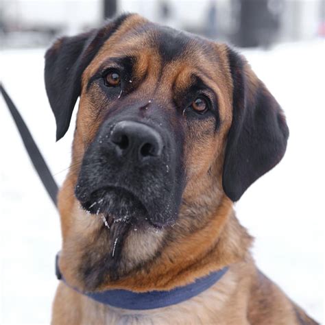 Saint Bernard And Lab Mix