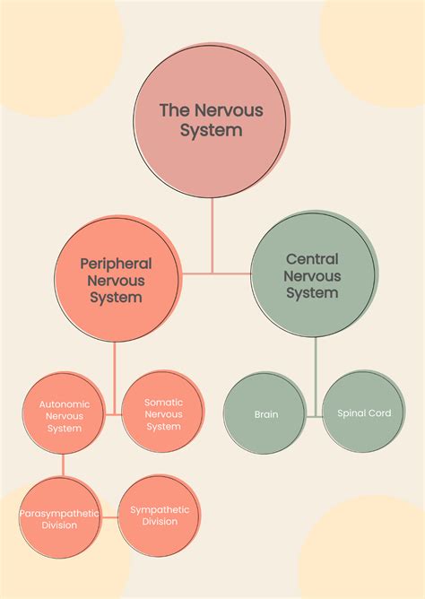 Nervous System Chart Free Vectors | Human Nervous System Chart