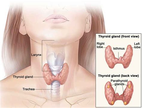 Thyroglobulin, what causes high thyroglobulin and thyroglobulin antibody