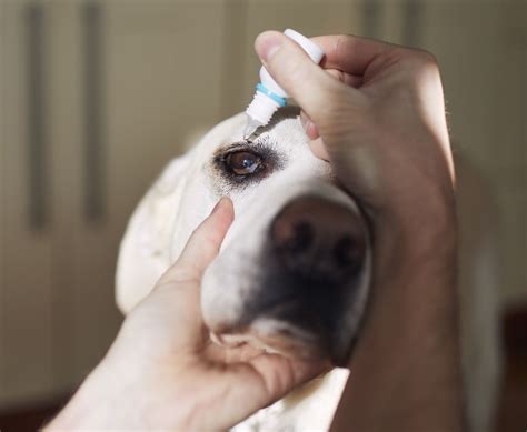 Human eye drops for dogs online