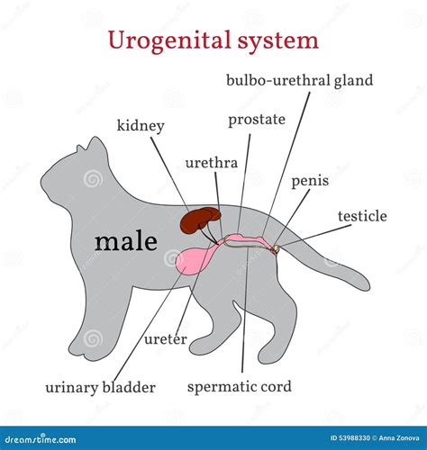 Male Cat Genitalia Images at Elijah Madirazza blog