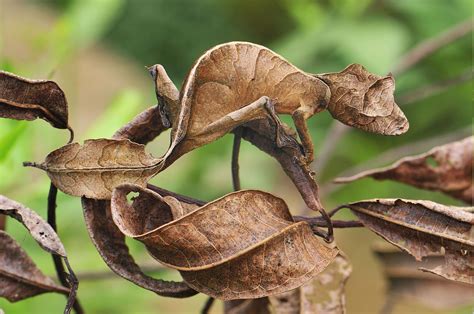 Camouflage Of A Gecko