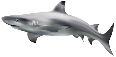 Free Shark Clipart Transparent, Download Free Shark Clipart Transparent ...
