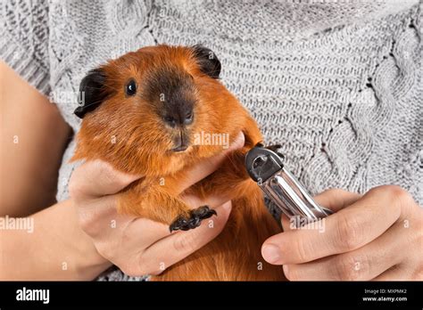 Nail Clipper For Guinea Pigs at Donna Hammonds blog