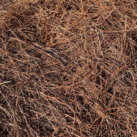 Pine Straw As Mulch at Kasey Bailey blog