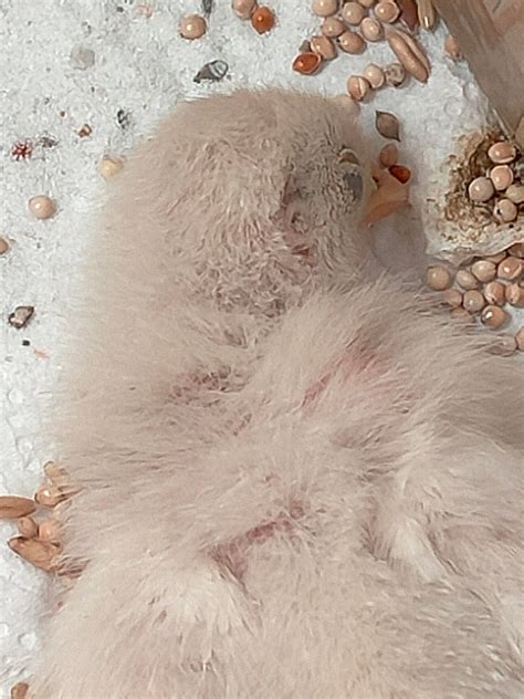 he seems to have a lump of sorts on the right side of his neck. Anybody ...