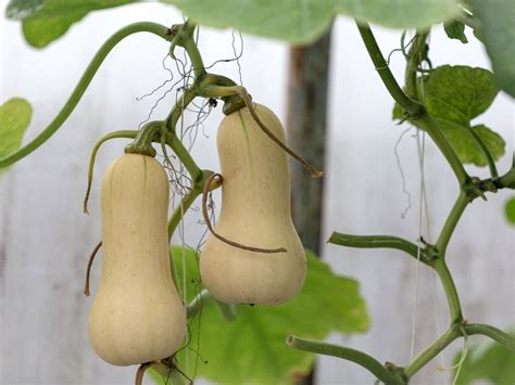 Growing Butternut Squash: How To Grow Butternut Squash Plants