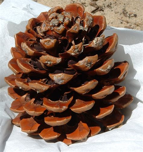 Seed Cones In Spanish at Joan Currie blog